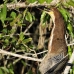 heron_tiger_rufescent_la_v_1389_ecu3571.jpg